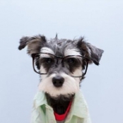 雪纳瑞狗狗戴眼镜头像图片大全