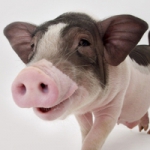 可爱萌萌哒宠物猪头像图片