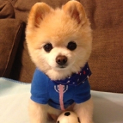 超萌可爱宠物狗微信头像图片