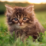 可爱小猫咪头像图片大全