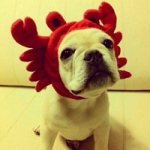 蠢萌可爱沙皮狗狗头像图片