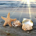 唯美海边贝壳头像图片大全