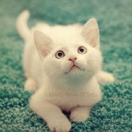 唯美可爱猫咪头像图片大全