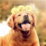 唯美的呆萌可爱小狗头像图片