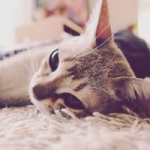 超萌可爱的小奶猫卖萌头像图片