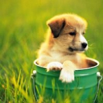 可爱呆萌的小狗狗头像图片