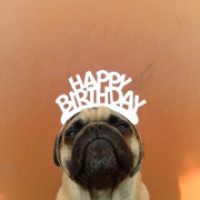 可爱汪星人狗狗萌宠头像图片