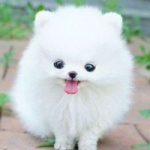 QQ头像可爱萌宠迷你小狗图片