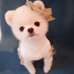 可爱超萌小狗微信头像图片