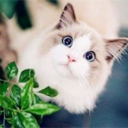 清新可爱猫咪QQ头像图片大全