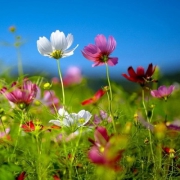 唯美五颜六色花儿头像图片