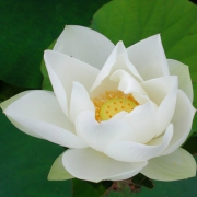 干净白莲花高清头像图片