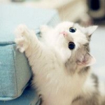 可爱好看可以当头像猫咪图片