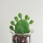 清新唯美静物微信头像图片