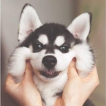 微信可爱狗狗头像蠢萌高清图片