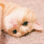 可爱猫头像萌萌哒图片