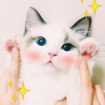 微信猫的头像图片萌萌哒可爱