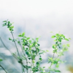 唯美大气风景头像小清新图片