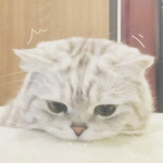 微信头像萌宠可爱图片