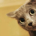 好玩有趣的创意猫咪情头图片