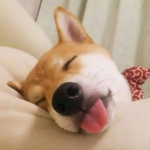 微信QQ头像萌宠好看高清可爱