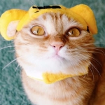 可爱的呆萌宠物头像图片