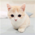 乖巧可爱的猫咪头像图片