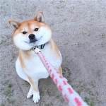 狗狗情头一左一右高清呆萌搞笑