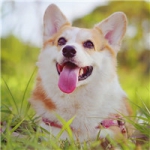 萌萌哒的柯基可爱小短腿头像图片