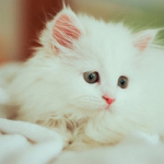 可爱萌宠小猫头像图片大全