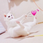 萌萌哒高清可爱的两只小猫的情头图片