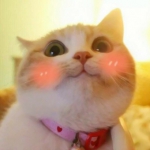 呆萌好看高清的可爱的猫咪头像图片