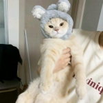 情头高清动物猫的一对两张图片