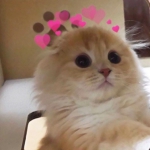 超萌的宠物猫狗头像图片大全