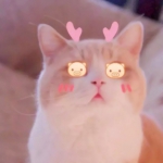可爱猫头像萌真实图片