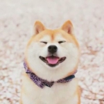 可爱的呆萌宠物头像图片