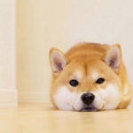 微信可爱超萌的高清卡哇伊头像动物图片