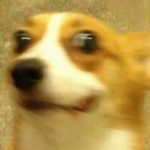 2023逗比搞怪的最新搞笑情头一左一右图片