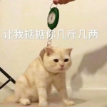 超萌可爱的猫猫头像高清图片合集