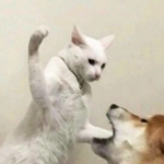 搞笑很萌的动物情头图片