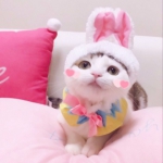 搞怪超萌的情头可爱猫咪图片