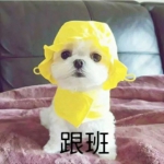可爱搞笑又好看的情头图片