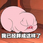 微信超萌的搞笑猪头像高清图片