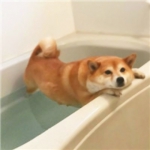 微信一对两张高清逗比的情头搞笑幽默图片