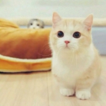 微信猫咪头像图片可爱