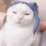 小猫头像可爱高清图片