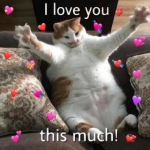 超火的猫咪爱心特效头像图片