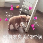 男朋友是猪头像高清搞笑的图片