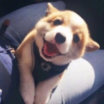 可爱萌宠高清头像图片