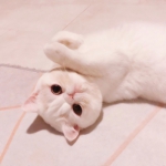 超萌的动物照片可爱头像